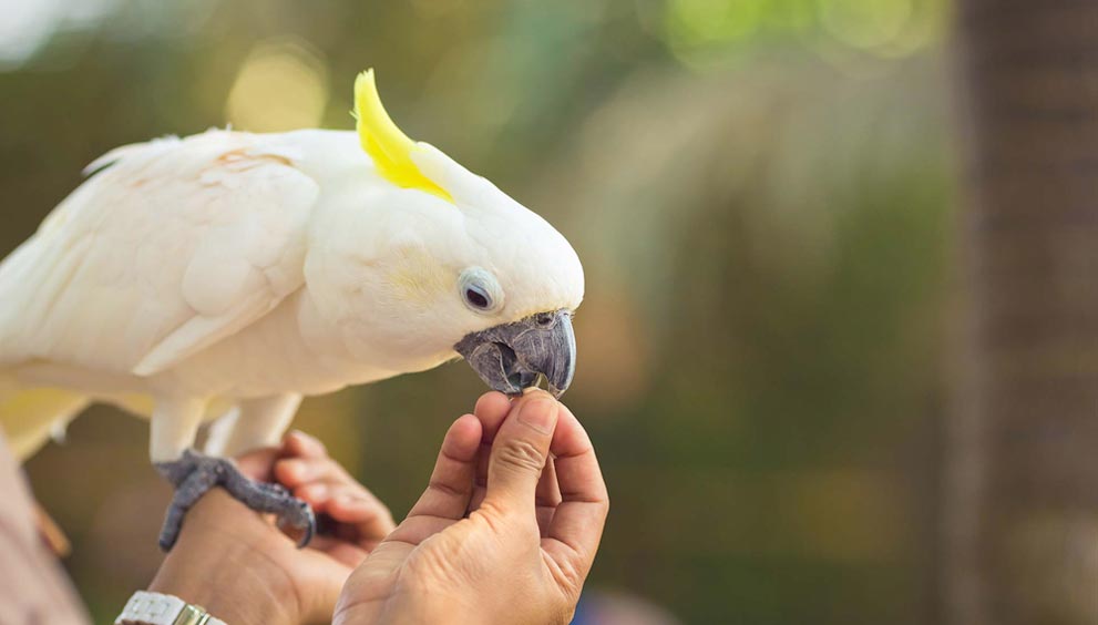 ببغاء ينقذ أسرة من الزلزال في تركيا